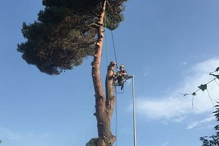 abattage élagage sécurité tronçonnage thermique cordage suspension arbre de trés grande hauteur sur Béziers Hérault