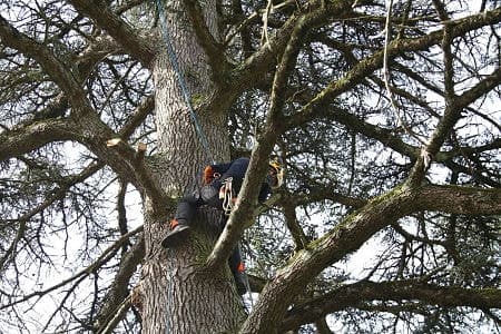 élagage sur Béziers dans l'Hérault d'un pin de grande hauteur avec des branches dangereuses