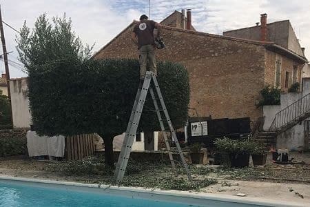 élagage taille arbres cloture végétale Béziers Hérault