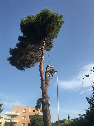 abattage d'arbres - Paysagiste élagueur Béziers Hérault