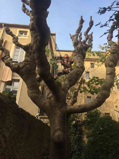 Elagage d'arbres dangereux,  Maxime - Paysagiste élagueur, Béziers Hérault