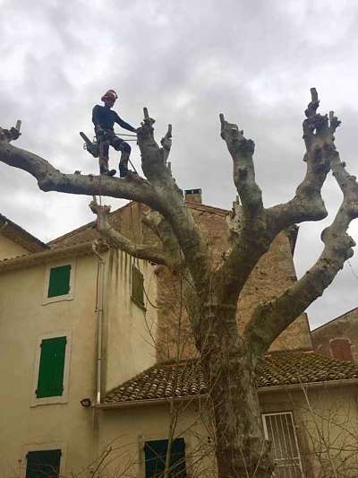Elagage d'arbres à la tronconneuse - Paysagiste élagueur, Béziers Hérault