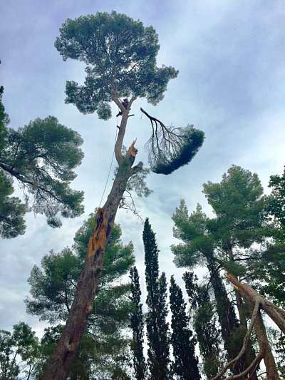 abattage d'arbres et broyage -Paysagiste élagueur, Béziers Hérault