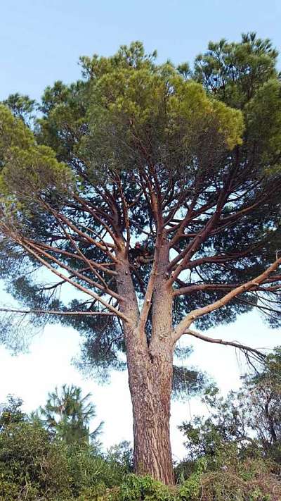 Elagage d'arbres de grande hauteur - Paysagiste élagueur, Béziers Hérault
