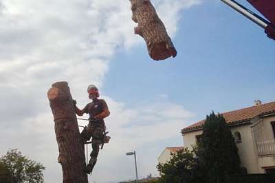 abattage d'arbres en sécurité casque élingue - Paysagiste élagueur, Béziers Hérault