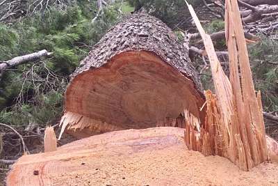 abattage d'arbres et découpe au sol - Paysagiste élagueur, Béziers Hérault