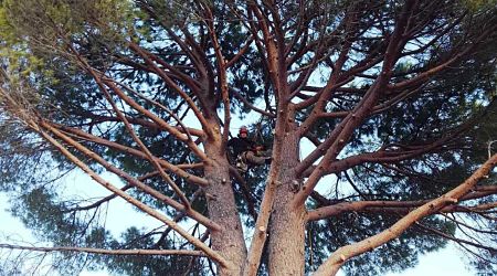 service élagage arbres Maxime Prophète Paysagiste élagueur Béziers