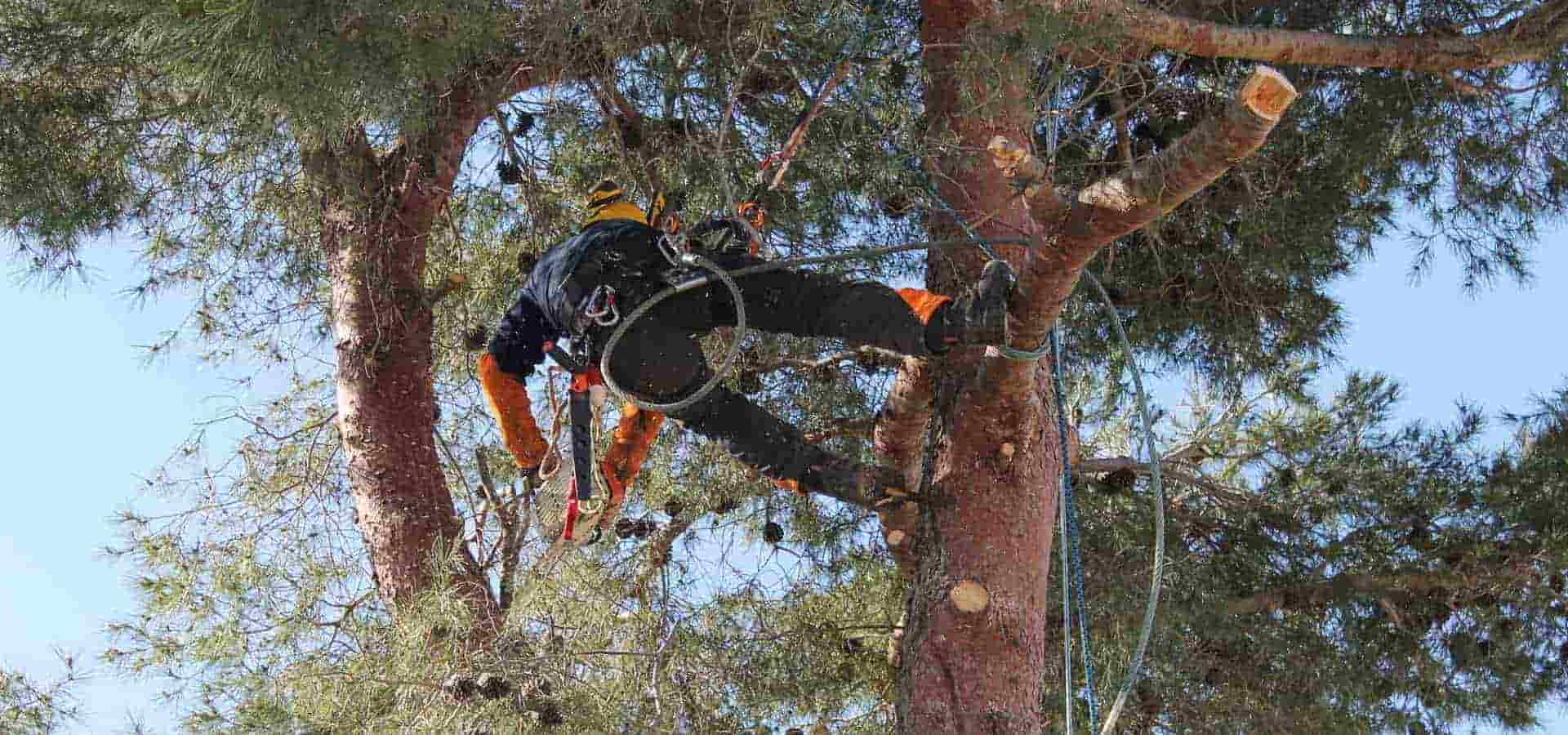 Elagage abattage taille arbres tronconneuse électrique Béziers Hérault
