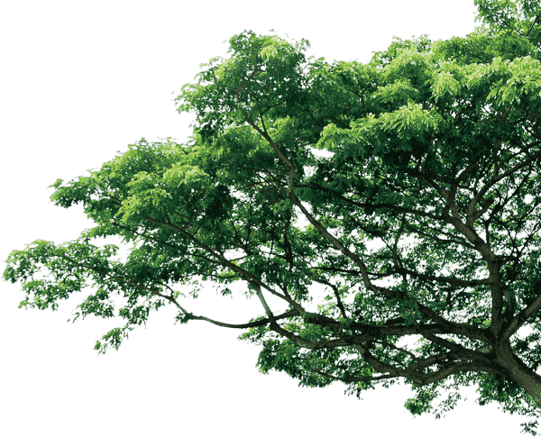 arbre branche feuille Paysagiste élagueur, 